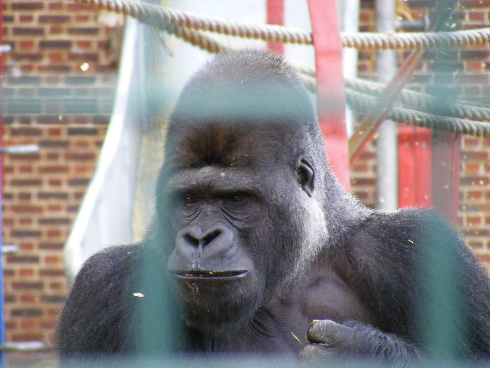 Djanghou the gorilla at Howletts Wild Animal Park, 3 April 2010