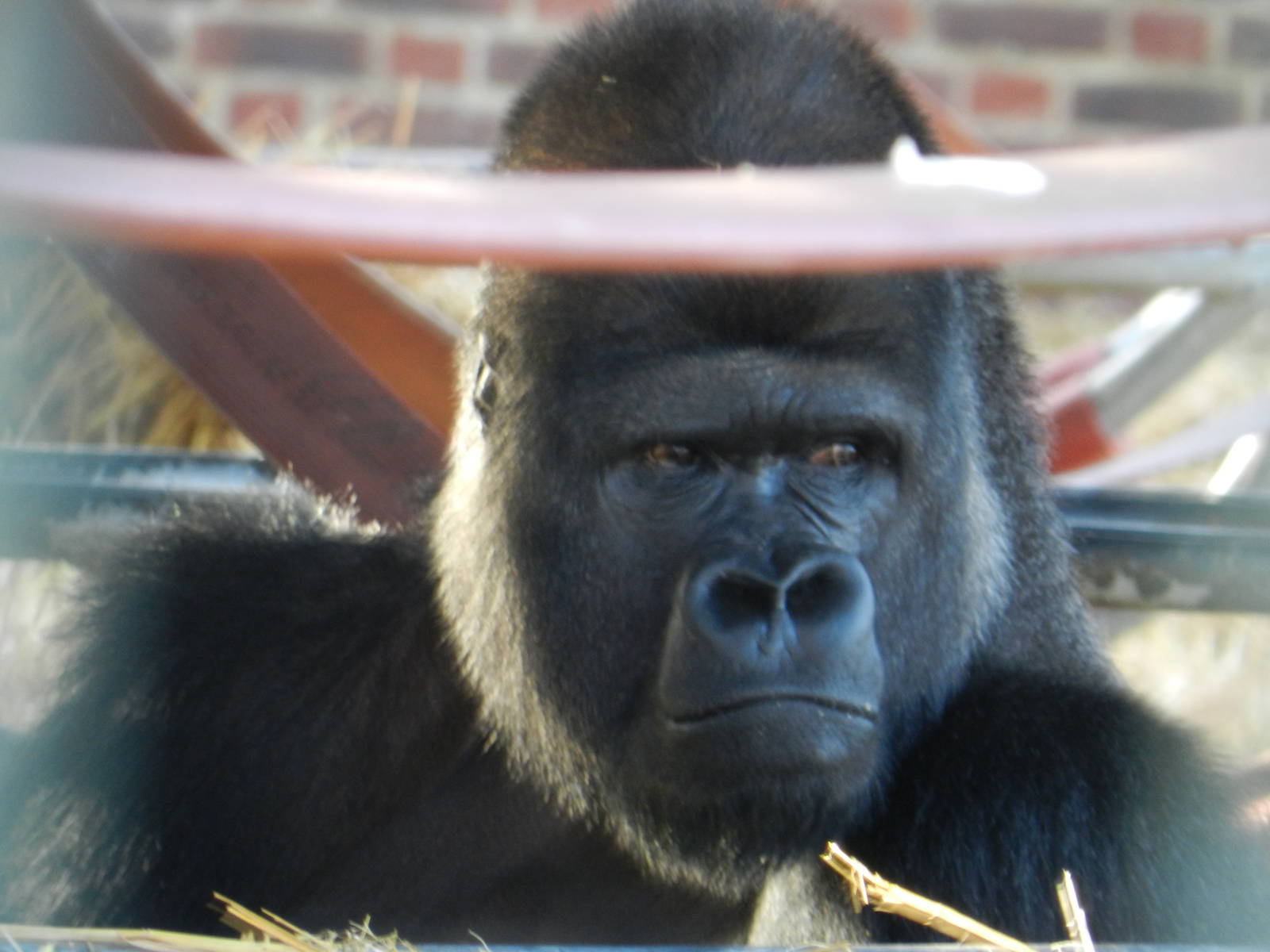 Djanghou the Gorilla