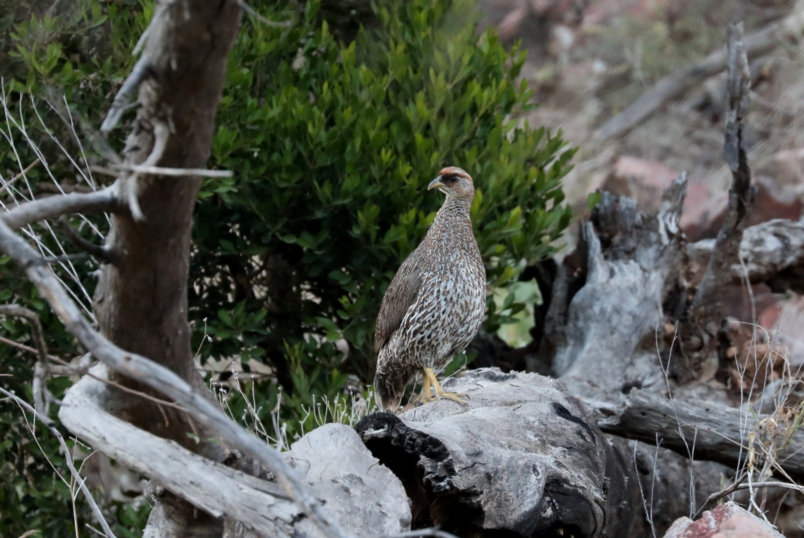 Djibouti francolin (Pternistis ochropectus)