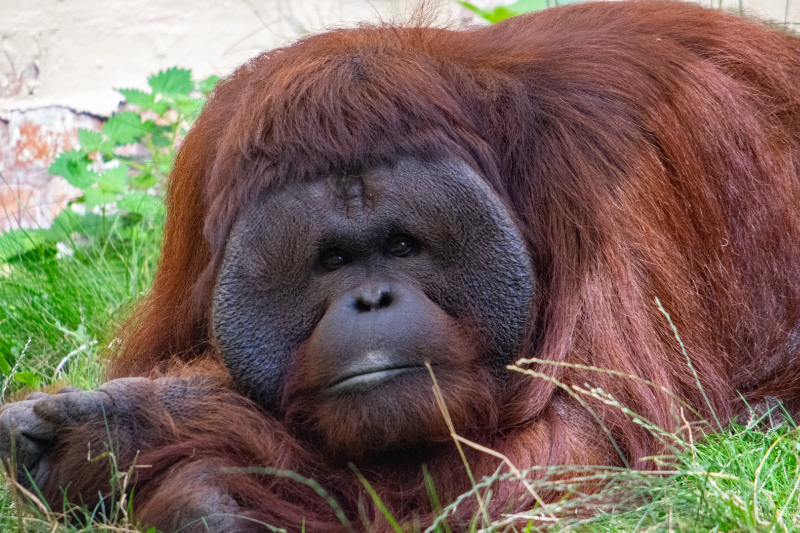 Djimat - Bornean Orangutan