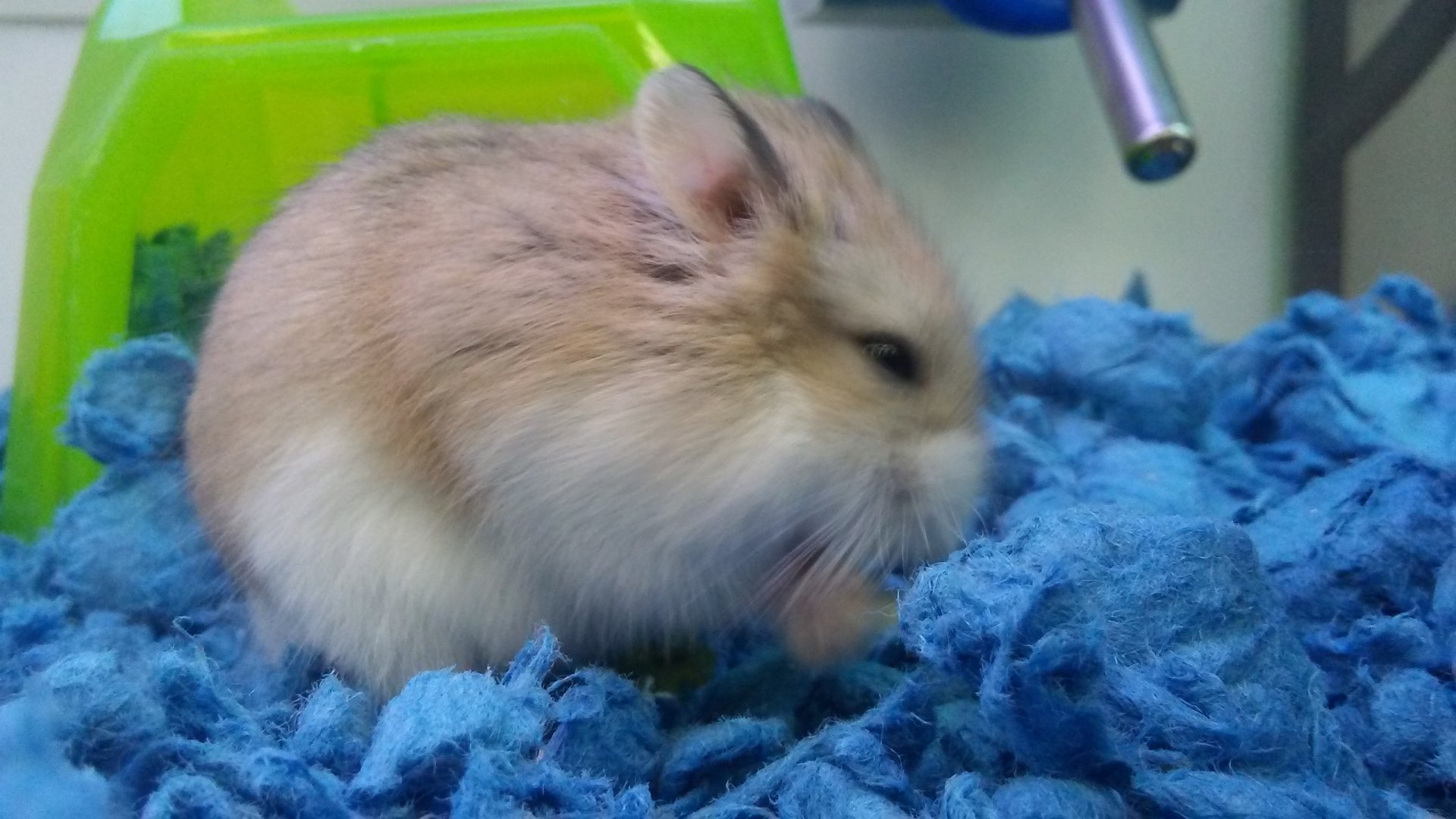 Djungarian hamster
