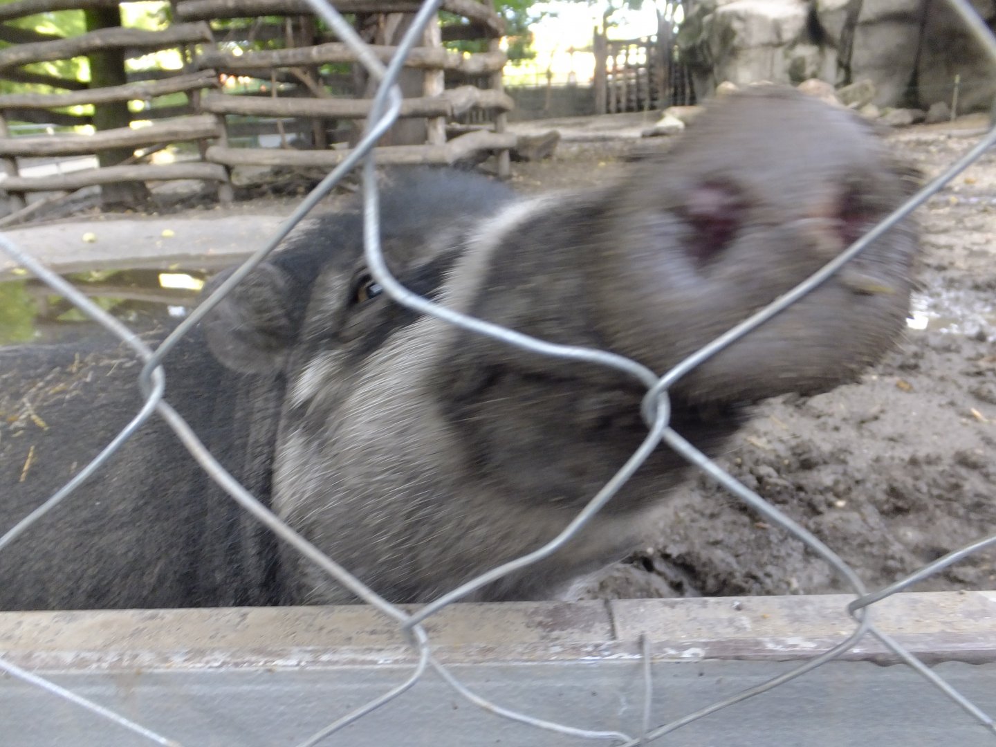 Do you want to be my friend? (Visayan warty pig)
