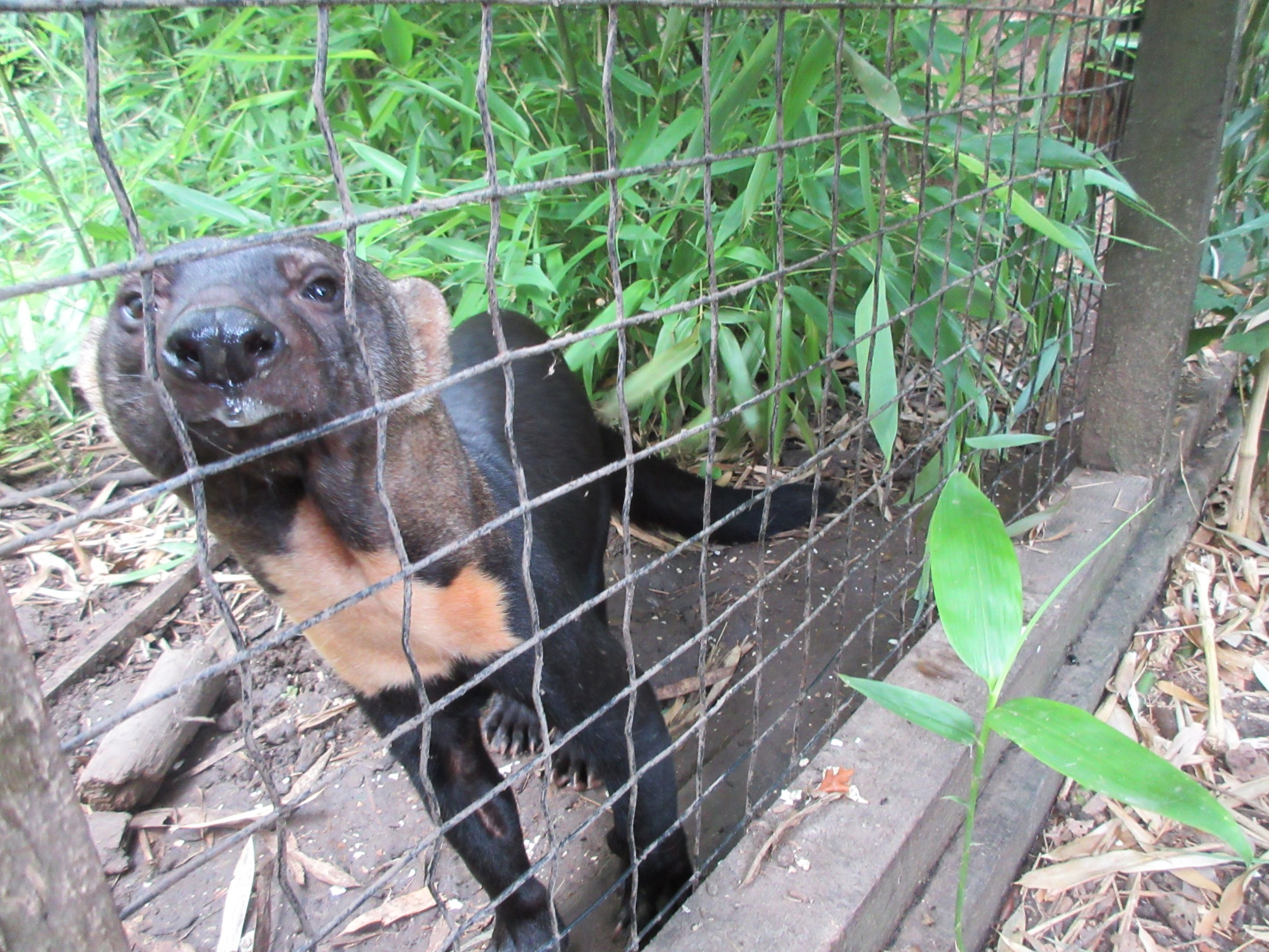 Do you want to pet a Tayra?