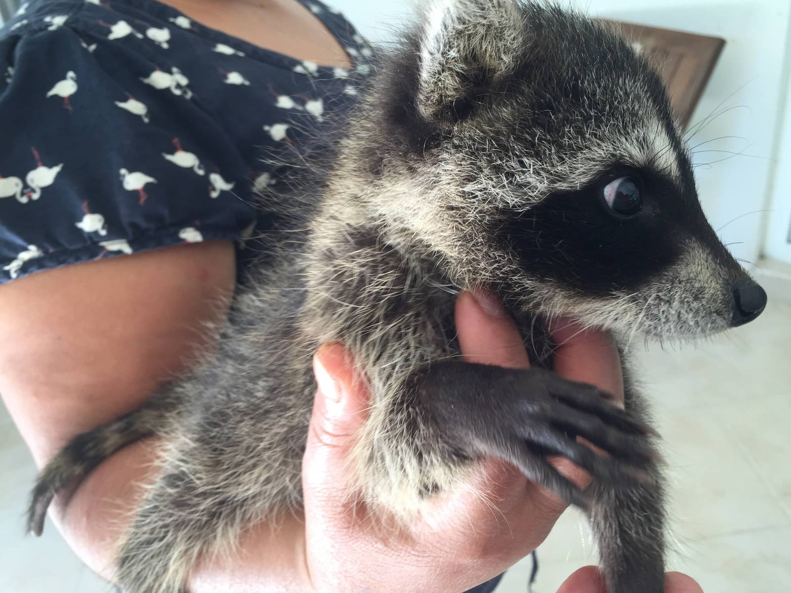 Dobbs, baby orphan raccoon