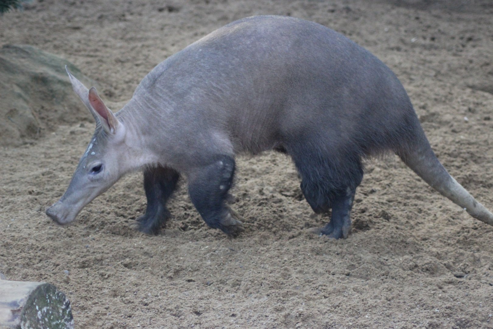 Dobby the cutest Aardvark alive :)