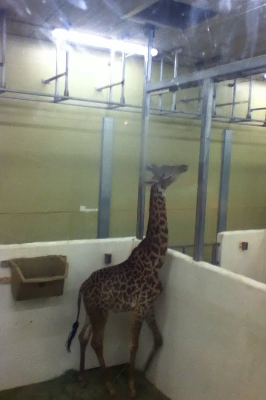 Dobsa Giraffe Ridge- Kimba in the indoor stalls