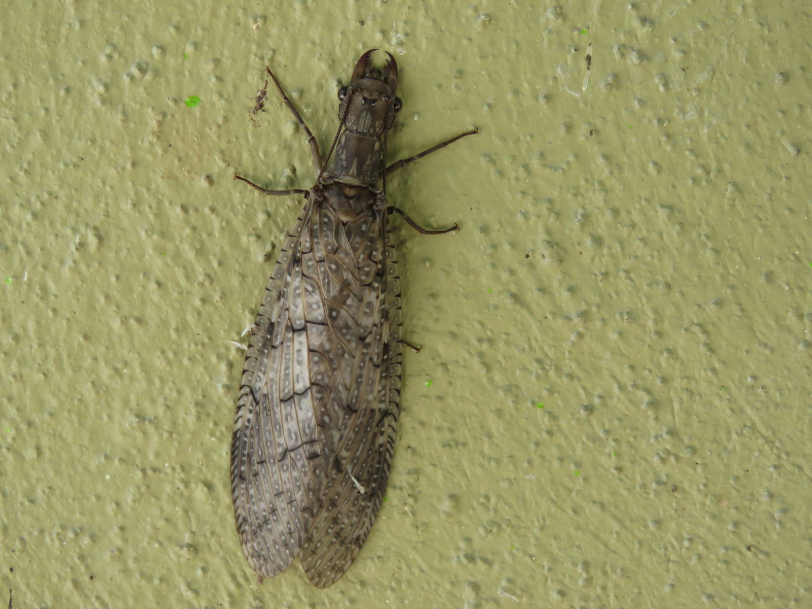 Dobsonfly