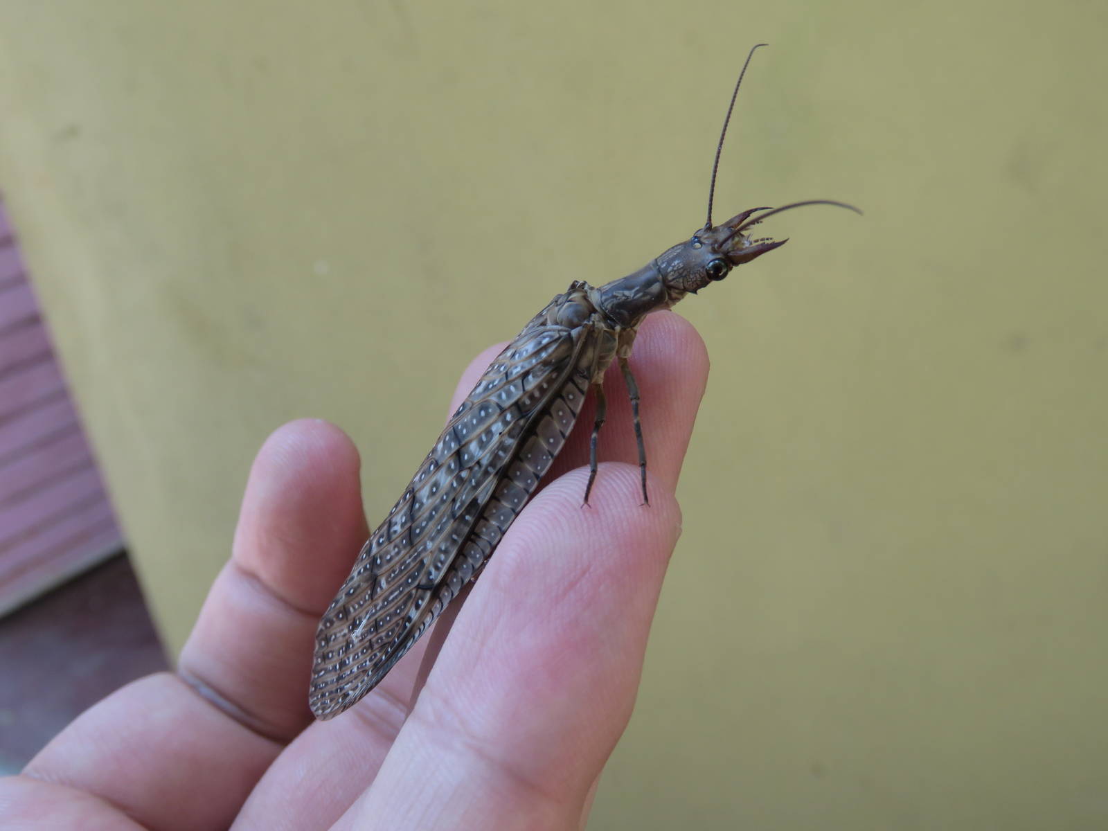 Dobsonfly