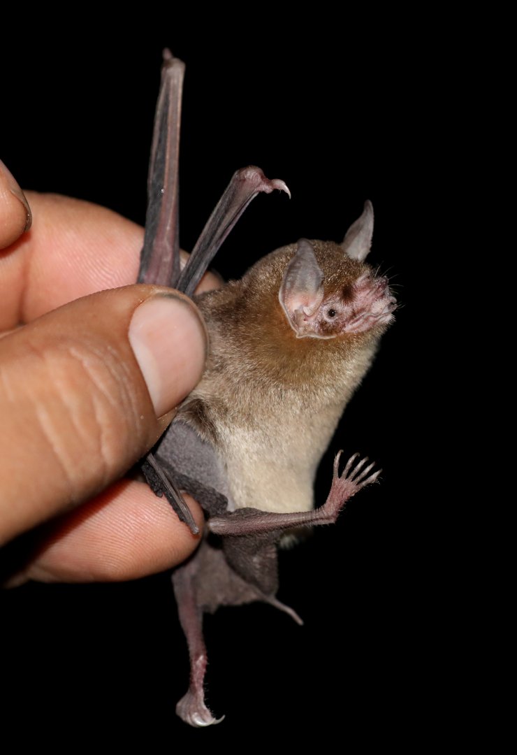 Dobson's Lesser Mustached Bat (Pteronotus psilotis)