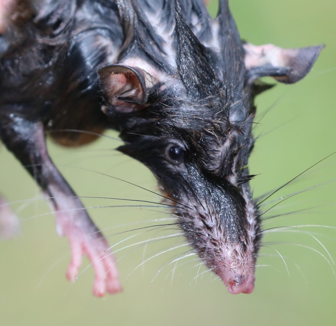 Dobson's shrew tenrec (Nesogale dobsoni)