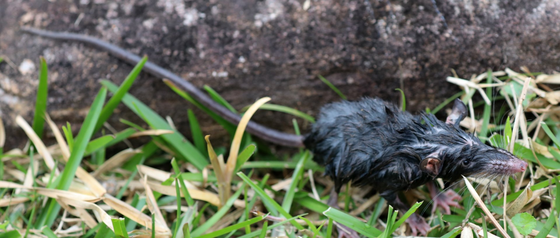 Dobson's shrew tenrec (Nesogale dobsoni)