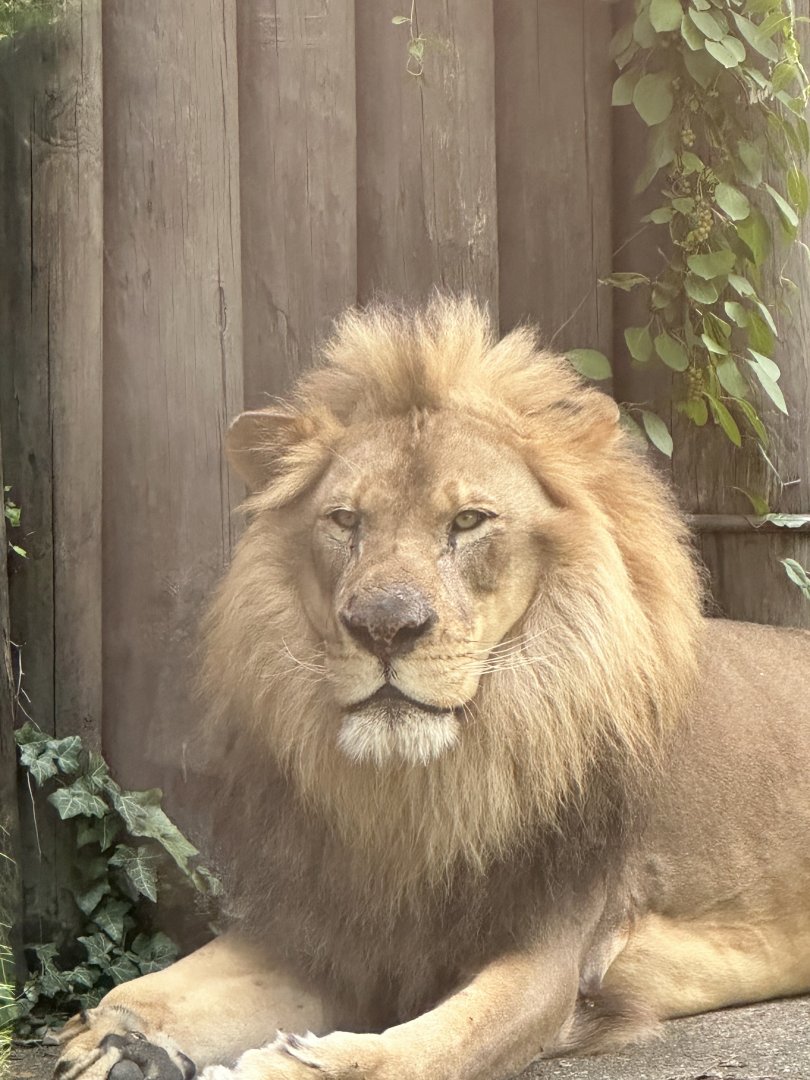 Doc, the male African Lion at Cleveland Metroparks Zoo.