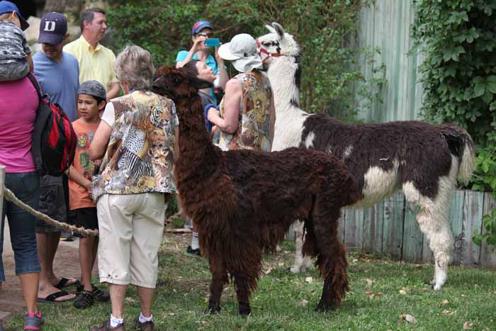 docents with alpaca and llama