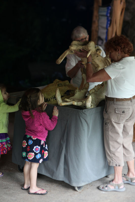 docents with hippo skull