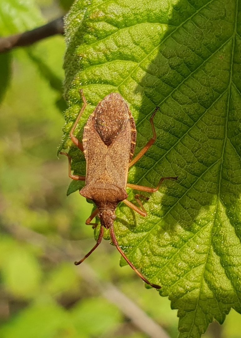 Dock bug - Coreus marginatus