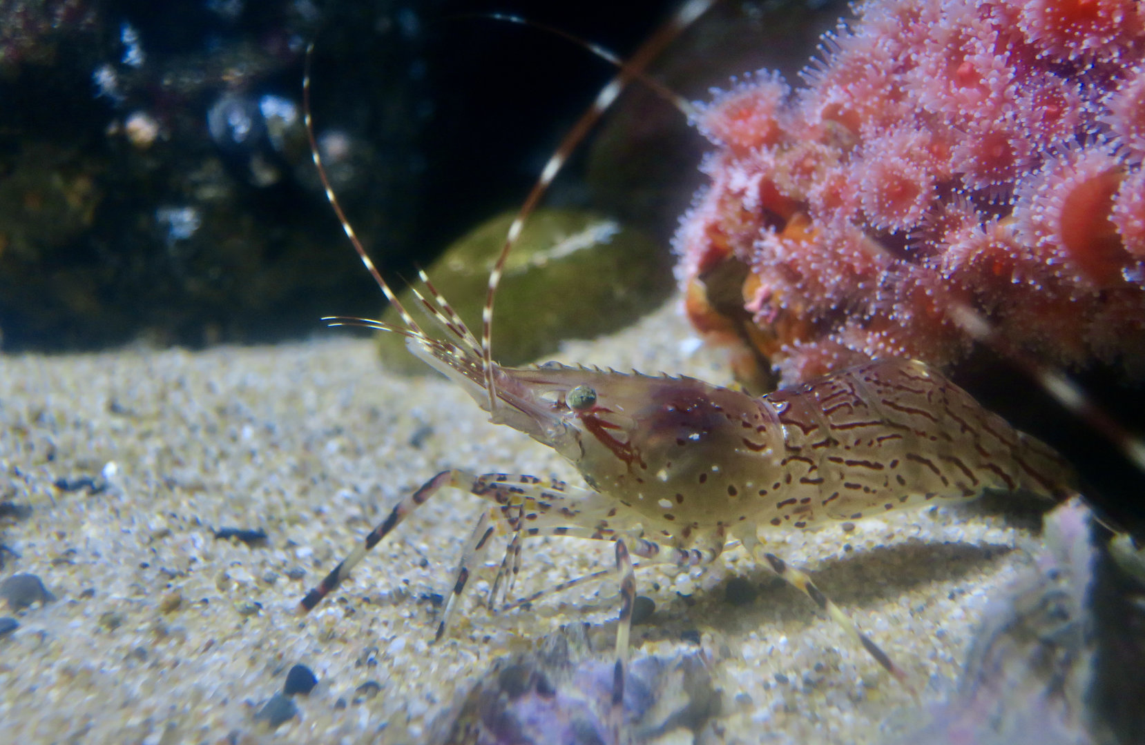 Dock Shrimp (Pandalus danae)