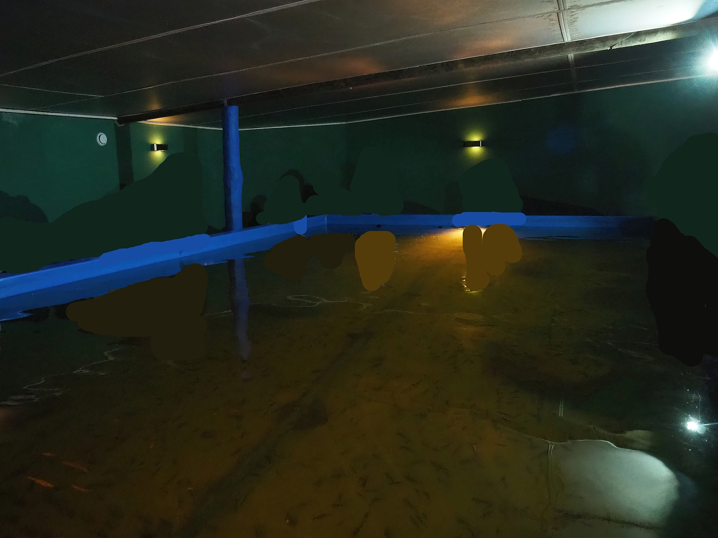 Doctor fish/Garra rufa fish tank, 2023-04-30