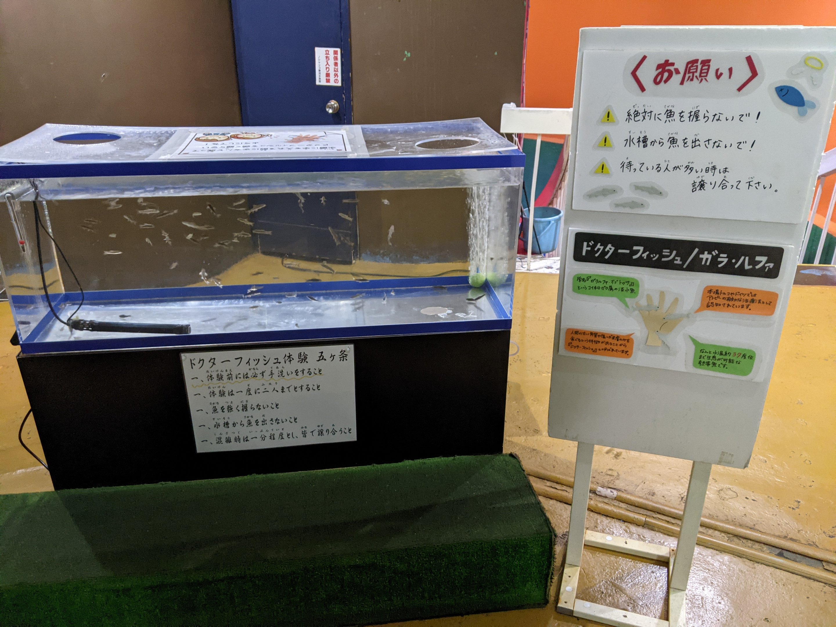 Doctor Fish (Garra rufa), Wakkanai Aquarium