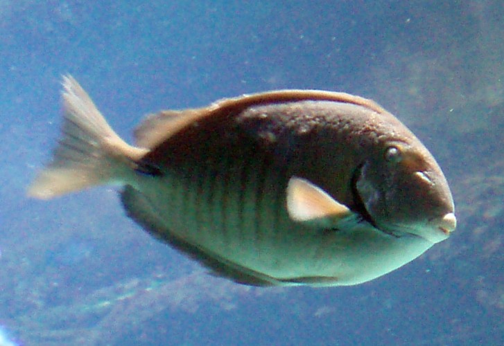 Doctorfish (Acanthurus chirurgus)