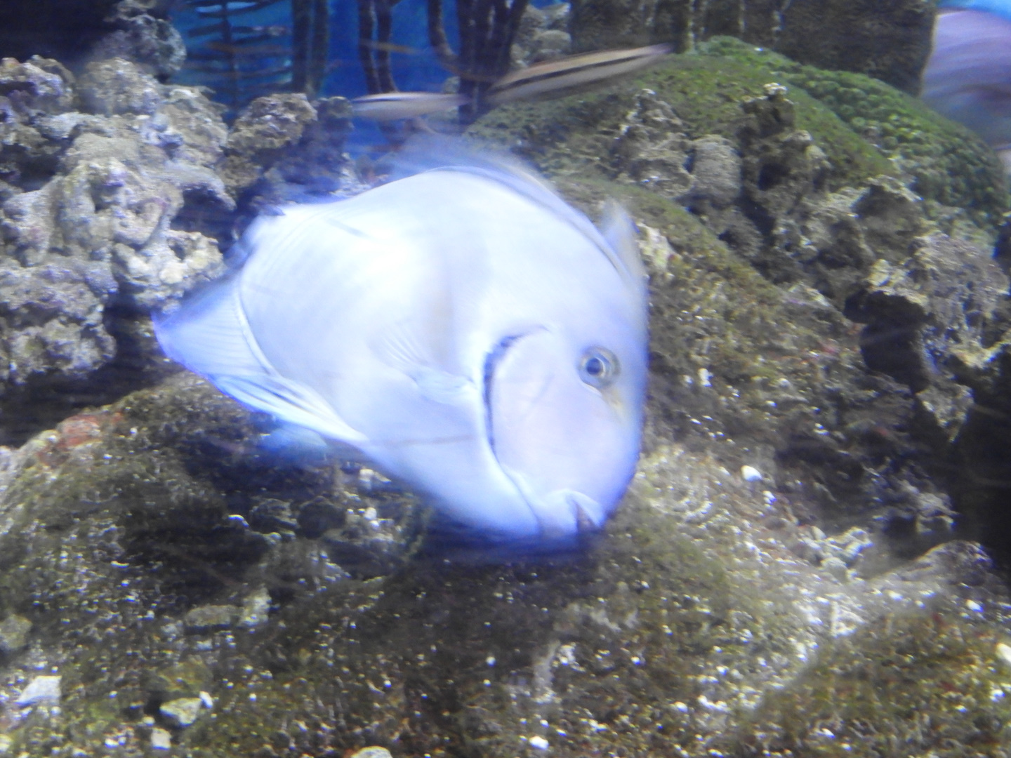Doctorfish Tang (Acanthurus chirurgus)