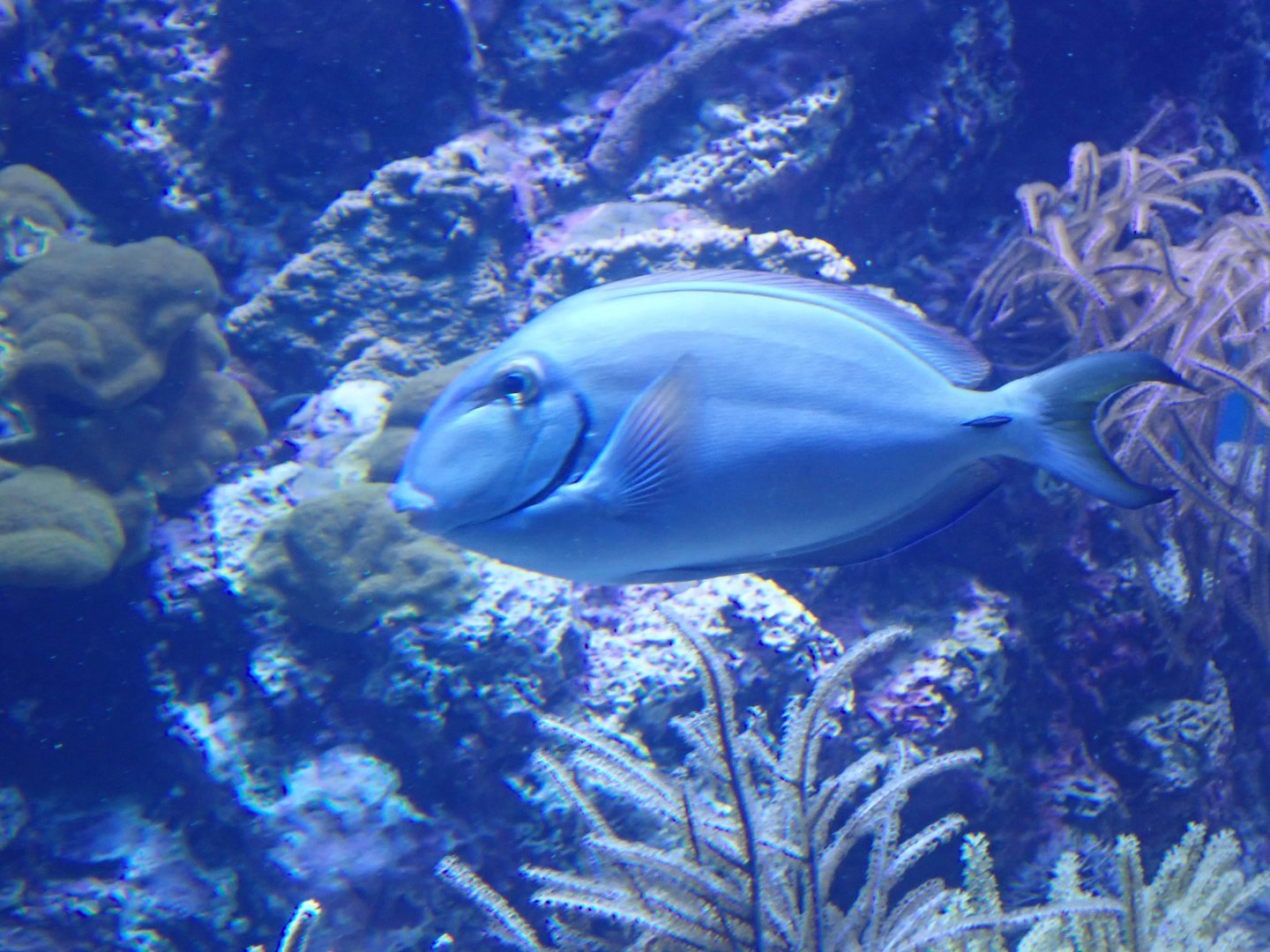 Doctorfish