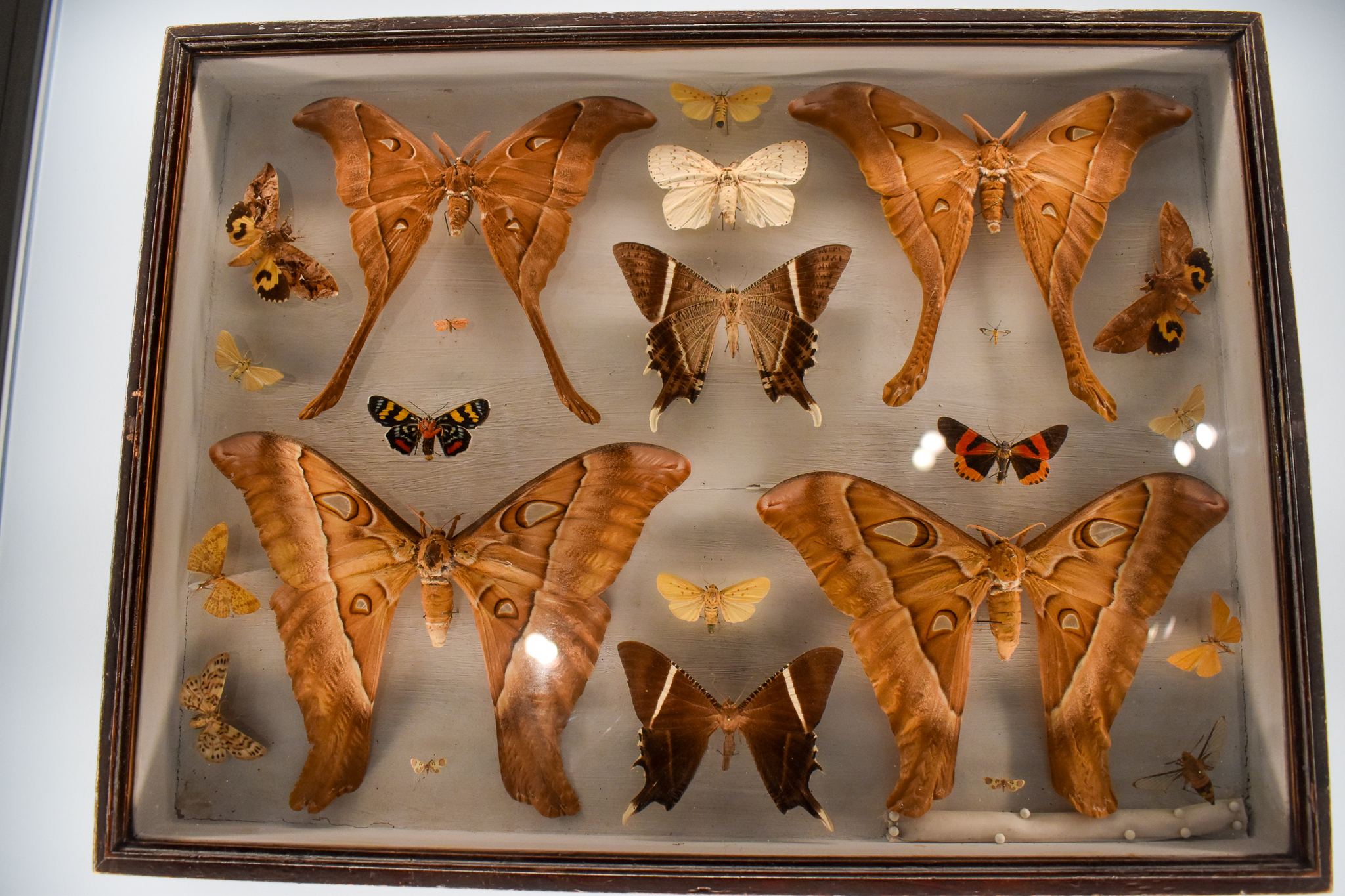 Dodd Collection: Hercules Moth display