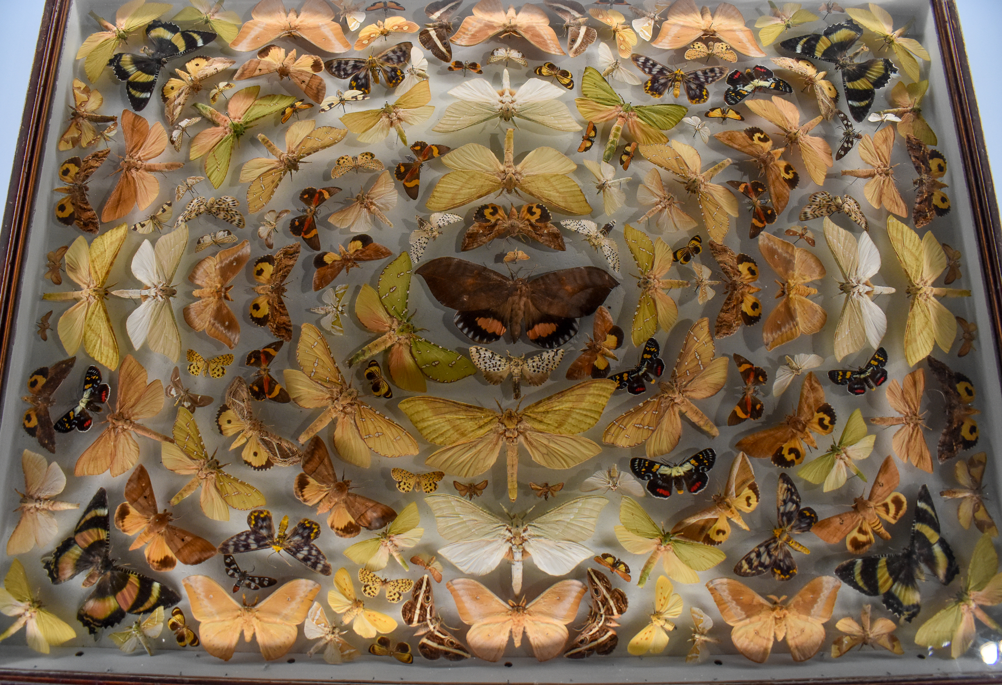 Dodd Collection: Moths, including Sphingidae, Erebidae and Anthelidae.