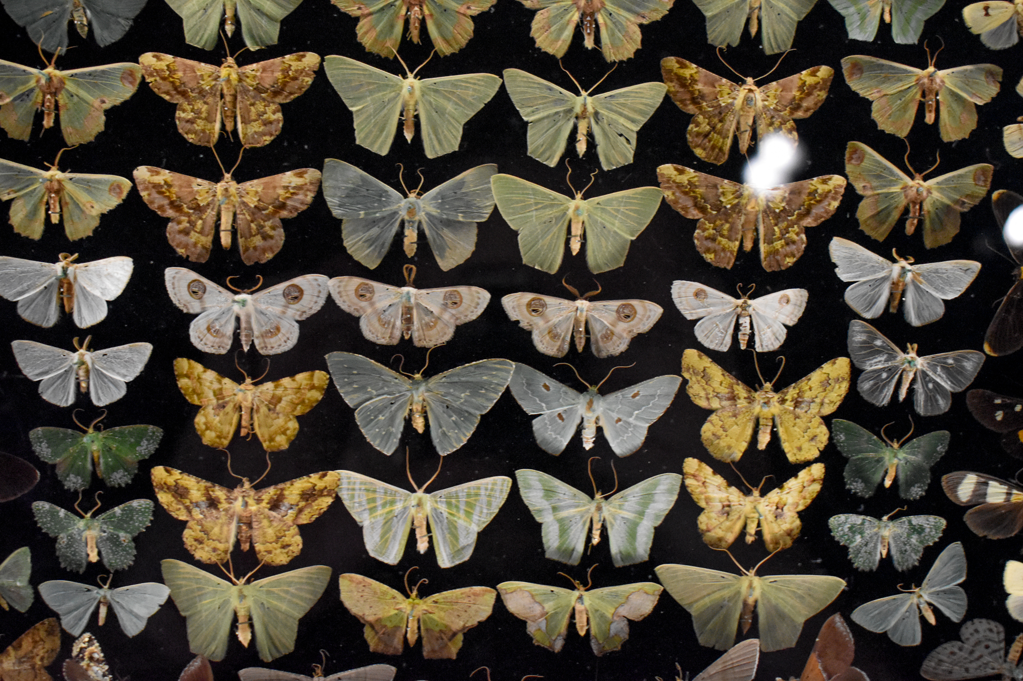 Dodd Collection: Moths, mostly Geometridae.