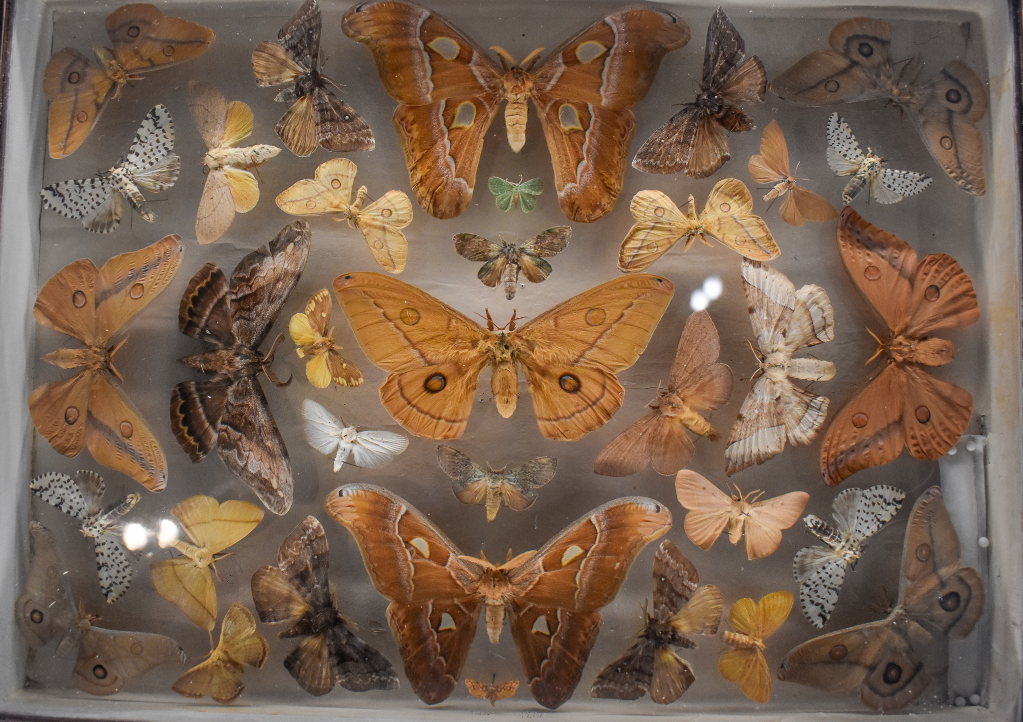 Dodd Collection: Moths, mostly Saturniidae, Anthelidae.