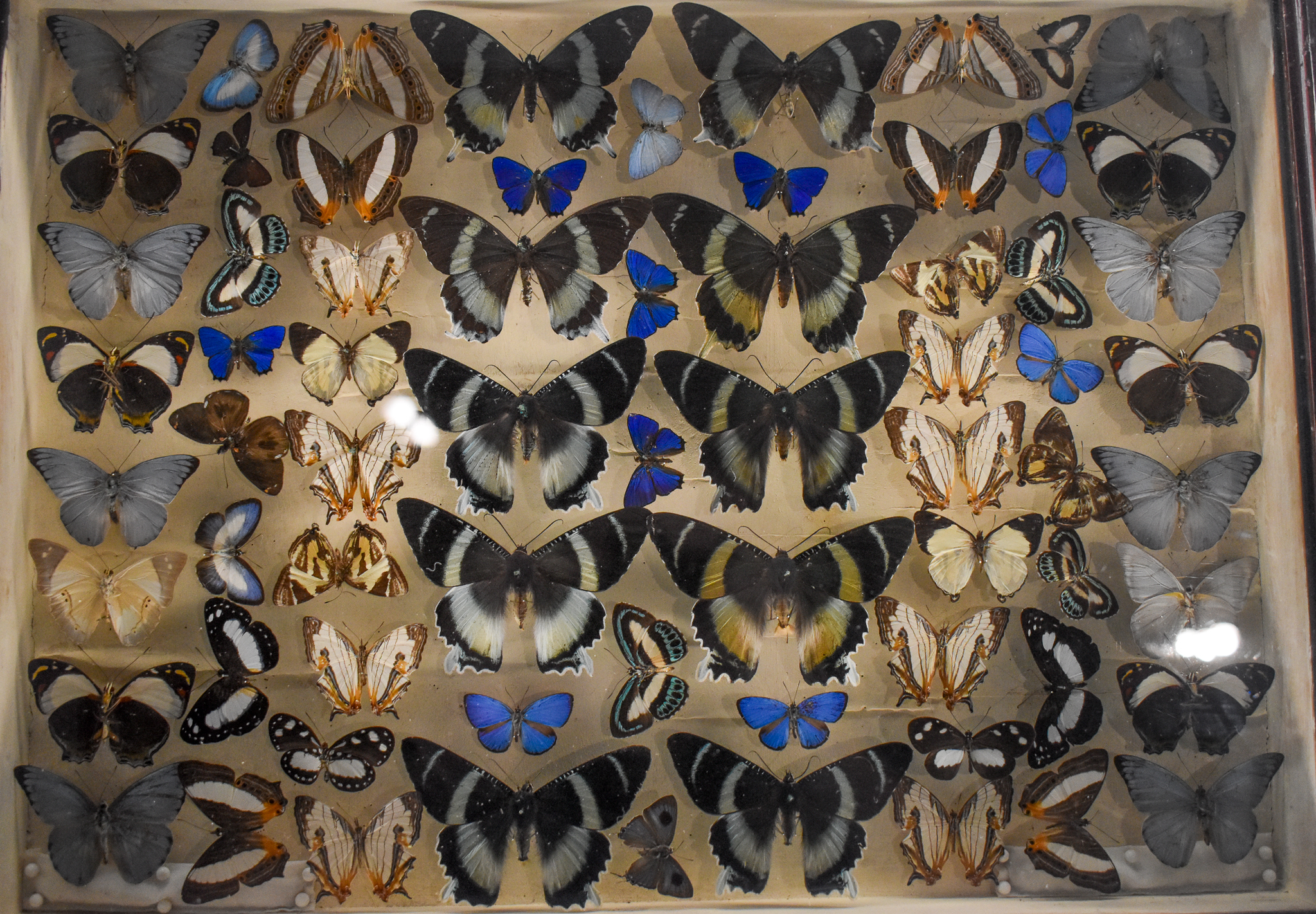 Dodd Collection: New Guinea butterflies including Papilio laglazei and Alcides agathyrsus mimicry