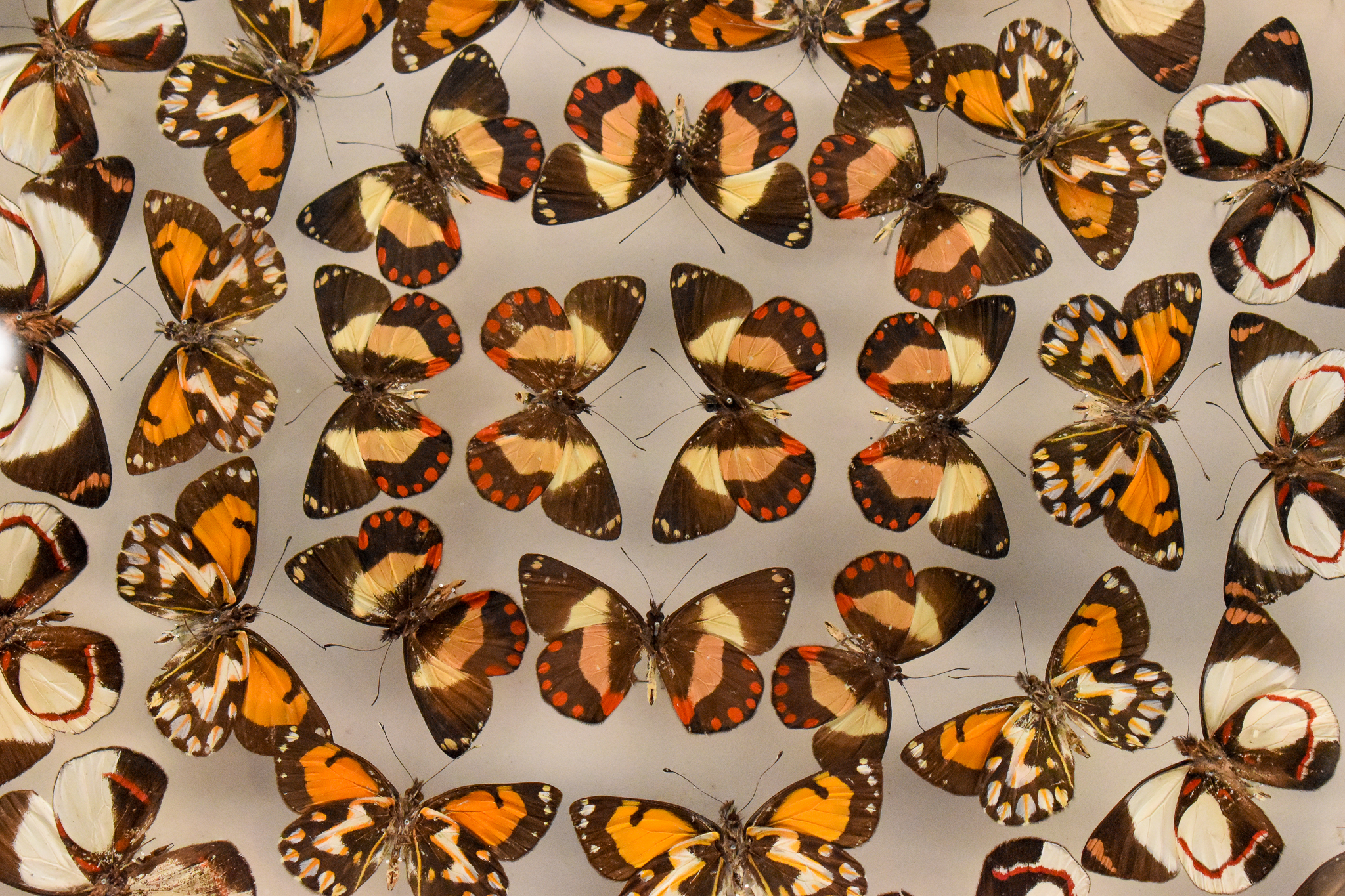 Dodd Collection: New Guinea Jezebels