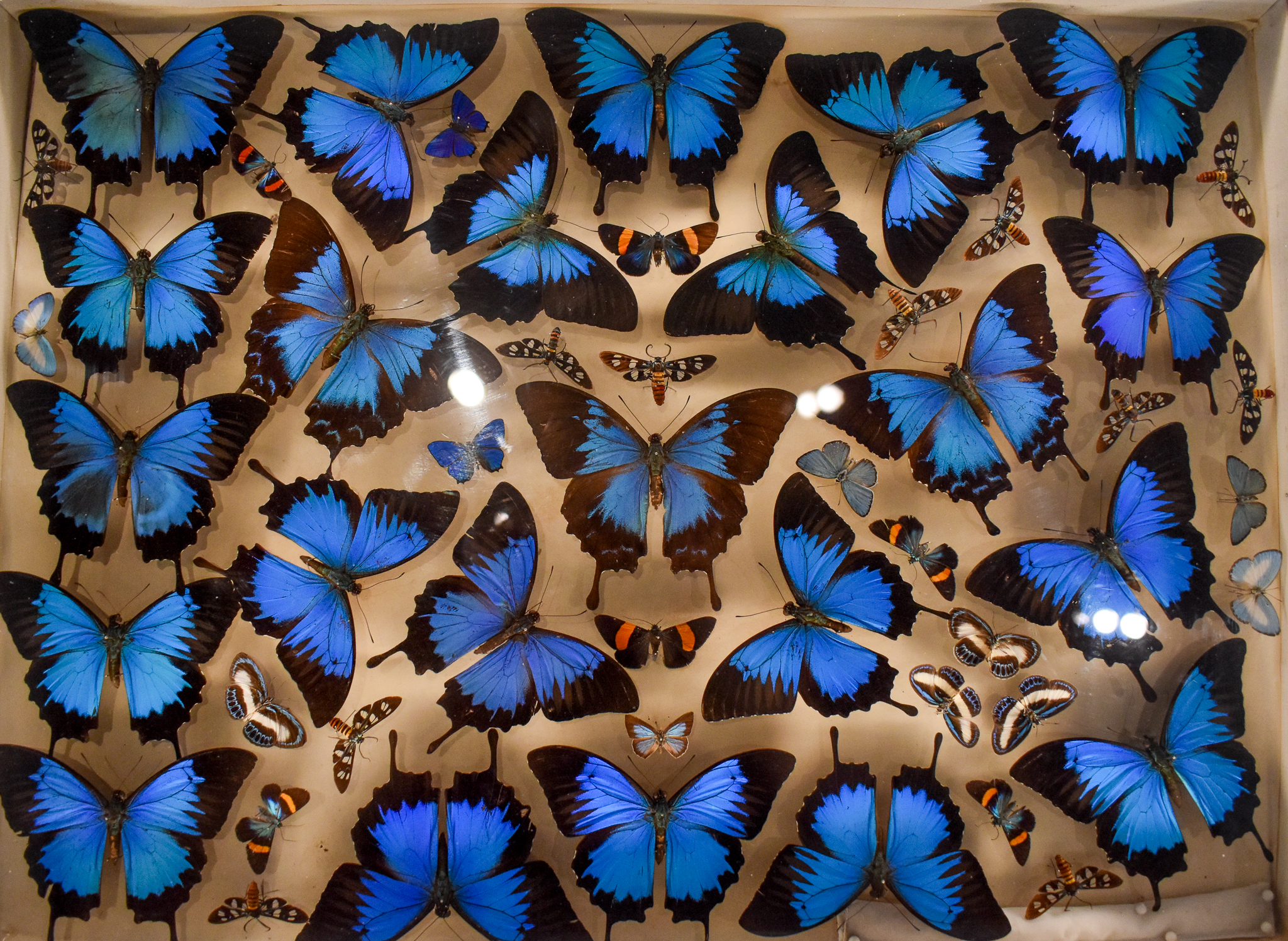 Dodd Collection: Ulysses Butterfly display