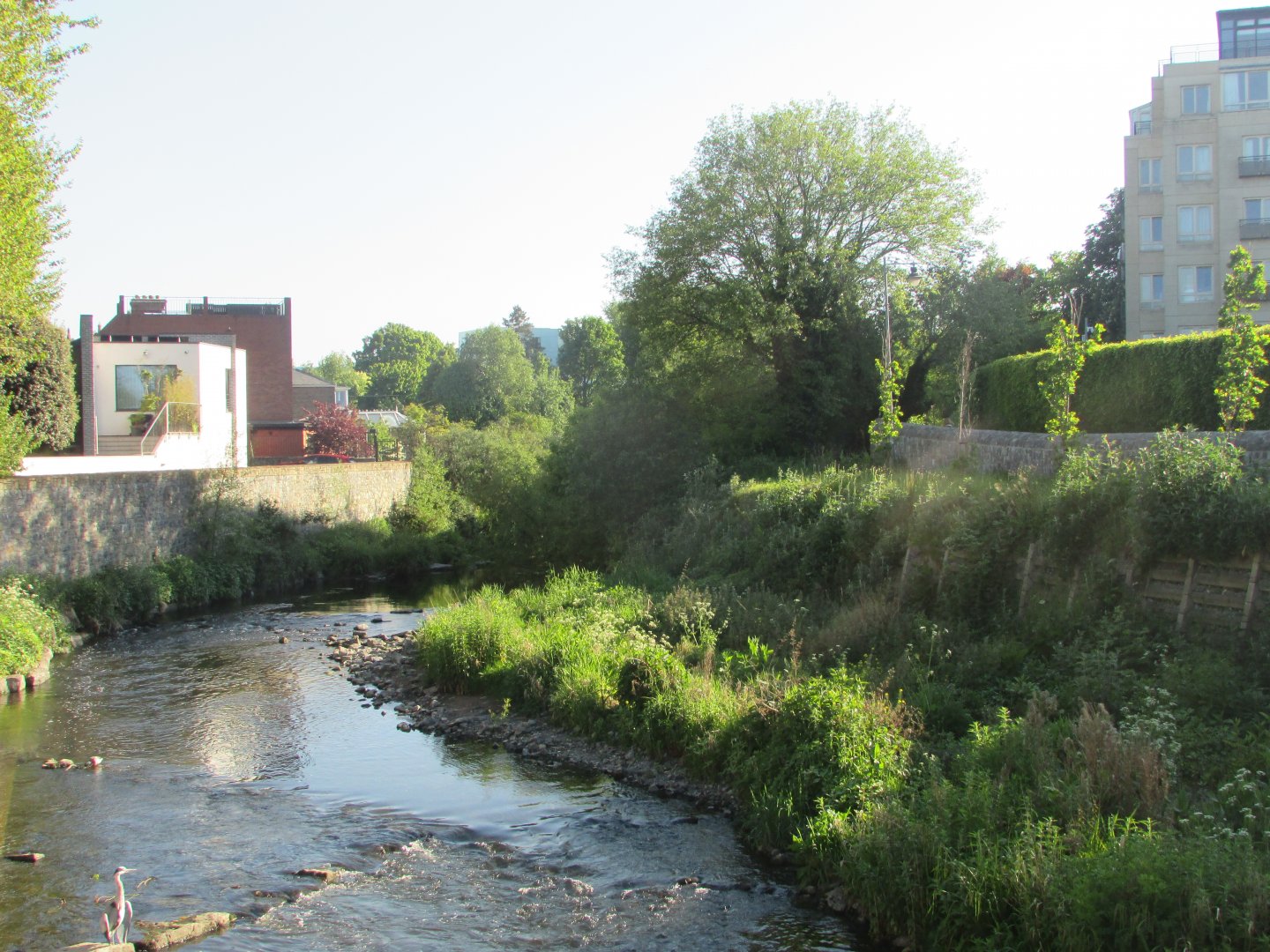 Dodder river