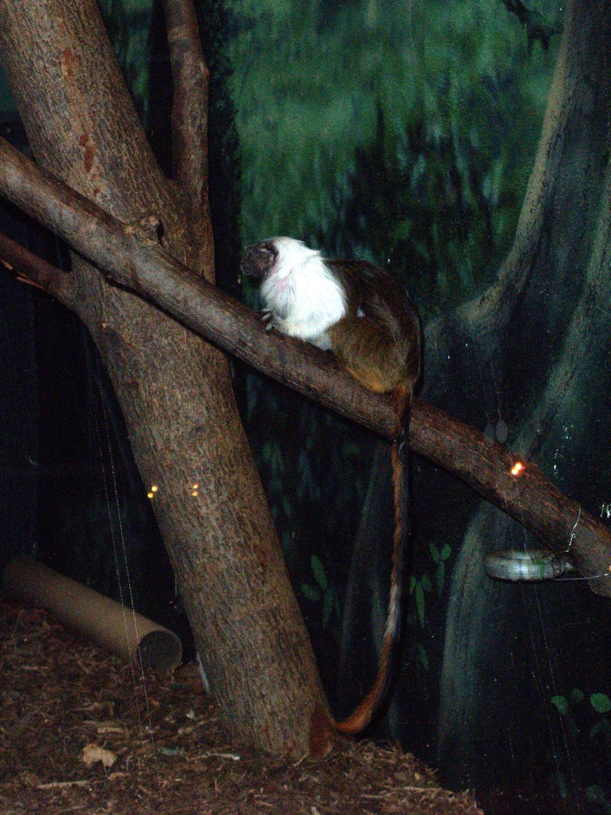Dodge Rare Animal Conservation Center - Pied Tamarin