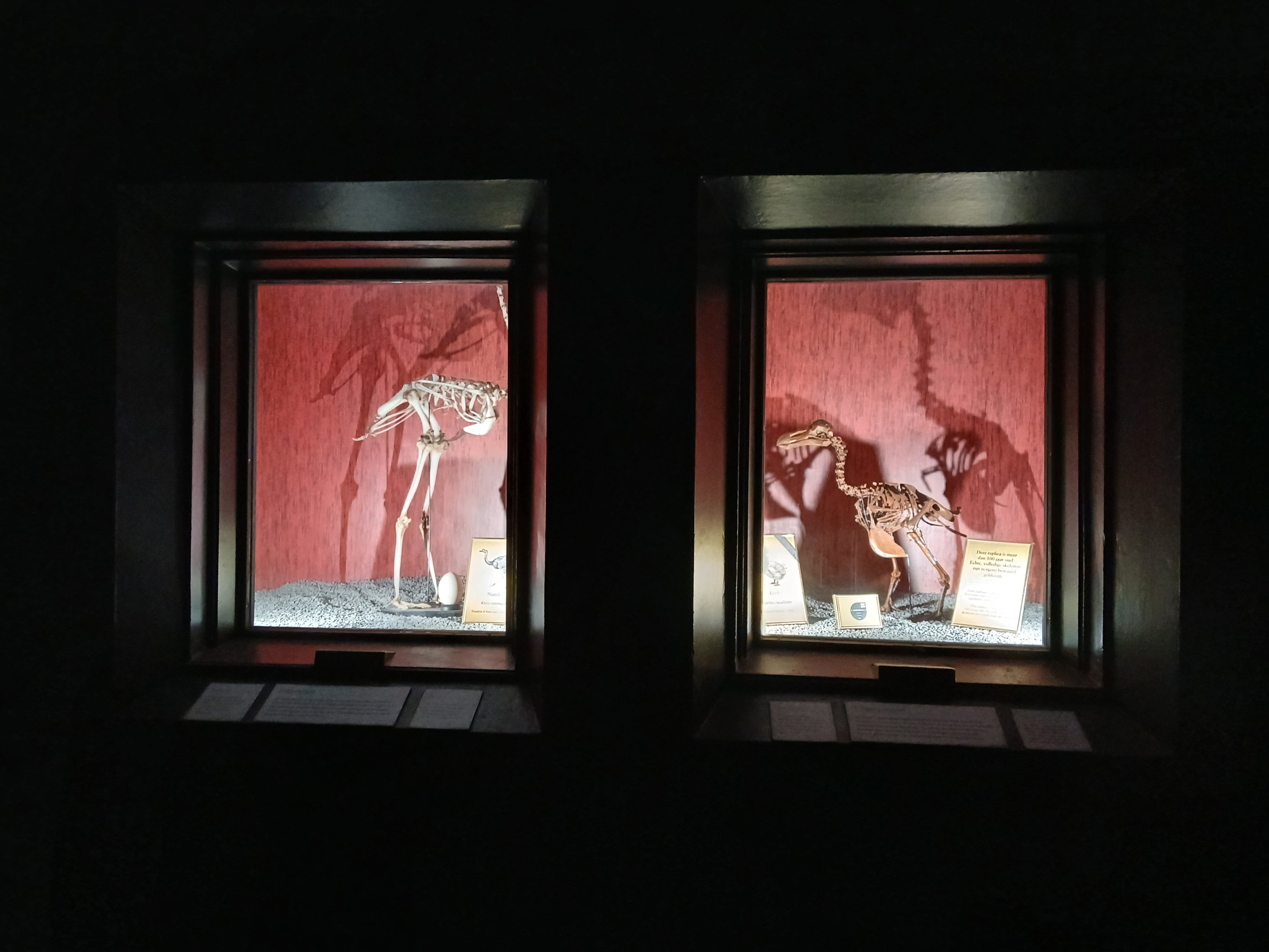 Dodo display (30th September 2025)