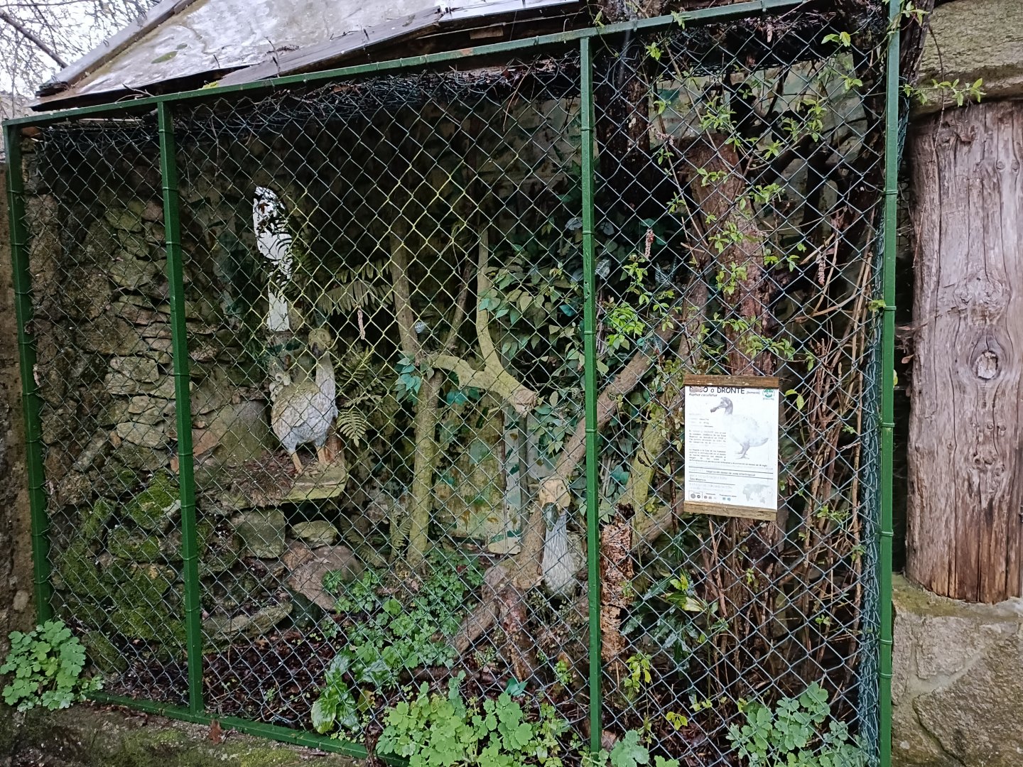Dodo exhibit - Avifauna Lugo