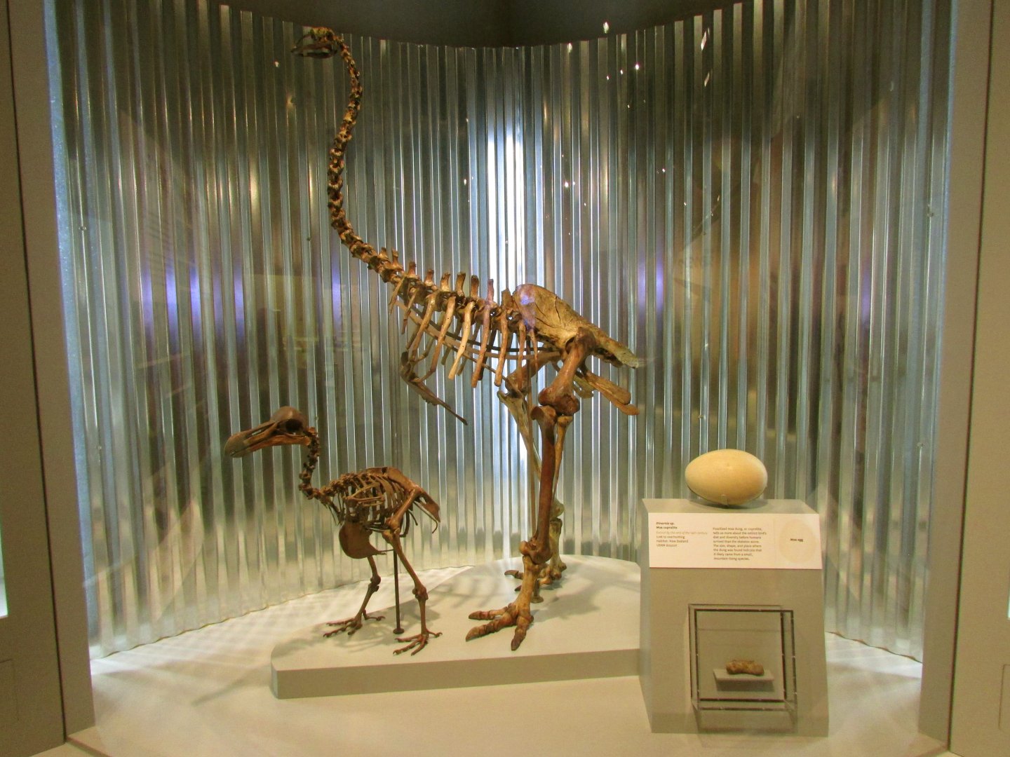 Dodo, Moa Skeleton & Moa Egg