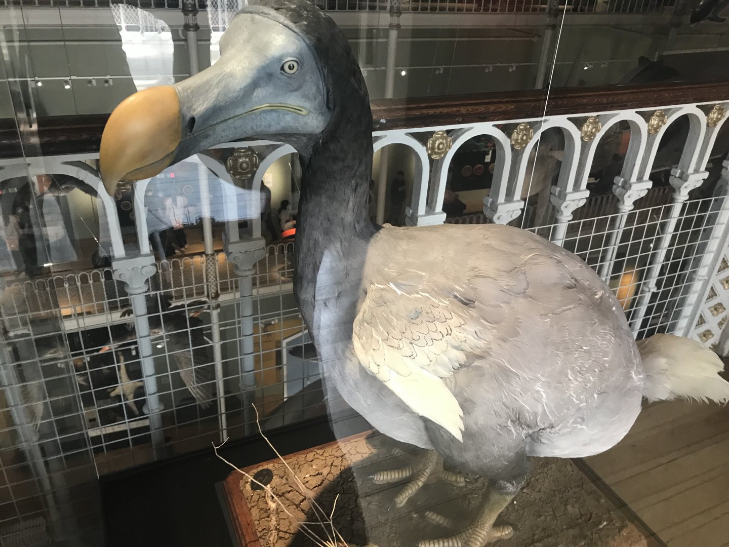 Dodo model
