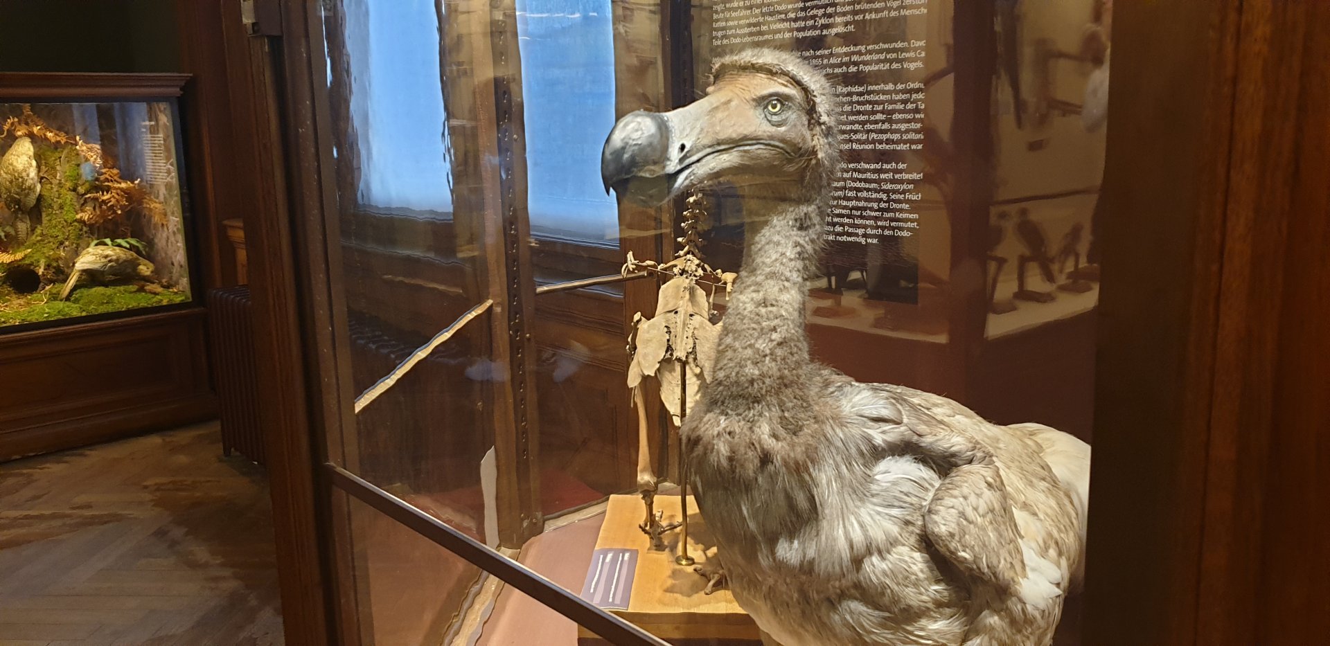 Dodo, Natural History Museum Vienna