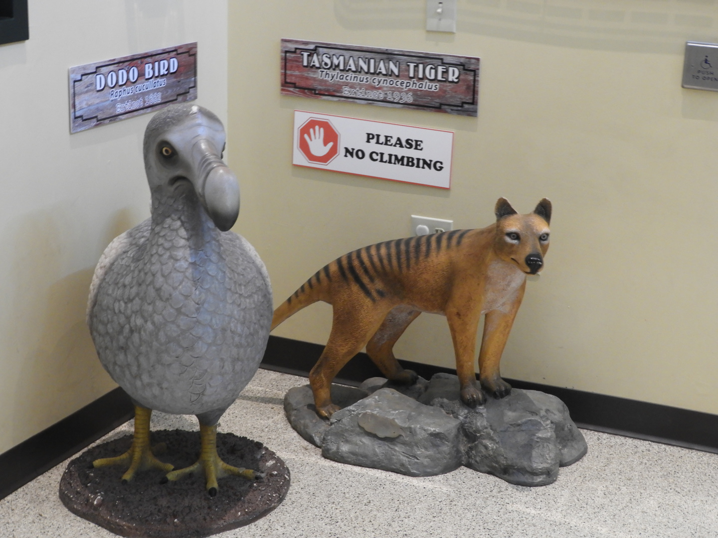 Dodo (Raphus cucullatus) and Thylacine (Thylacinus cynocephalus)
