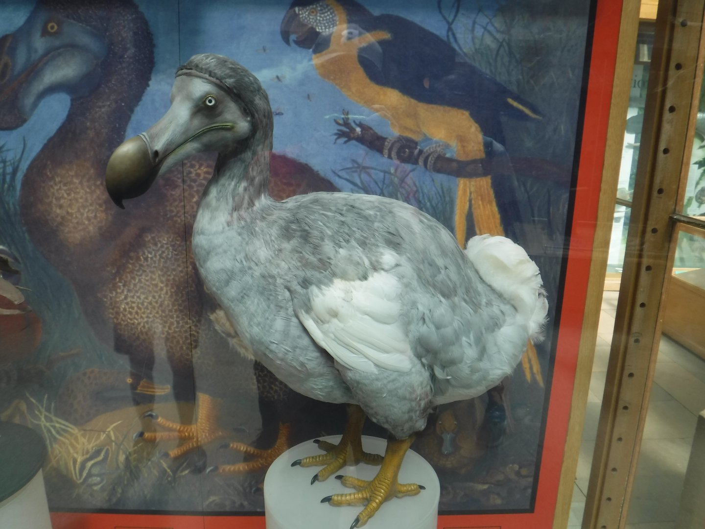 Dodo (Raphus cucullatus) model - Oxford Museum of Natural History.