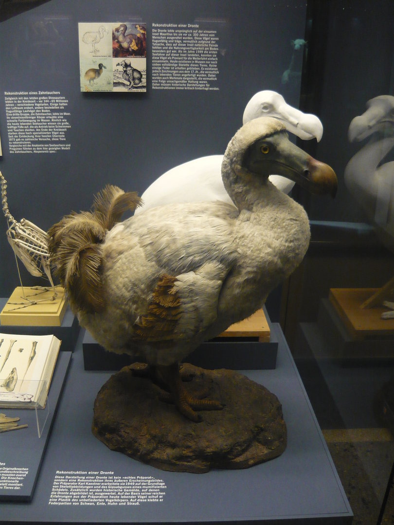 Dodo reconstruction