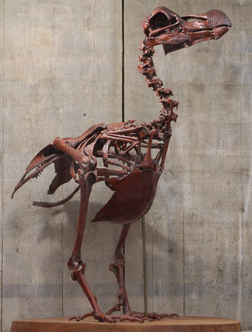 Dodo-skeleton