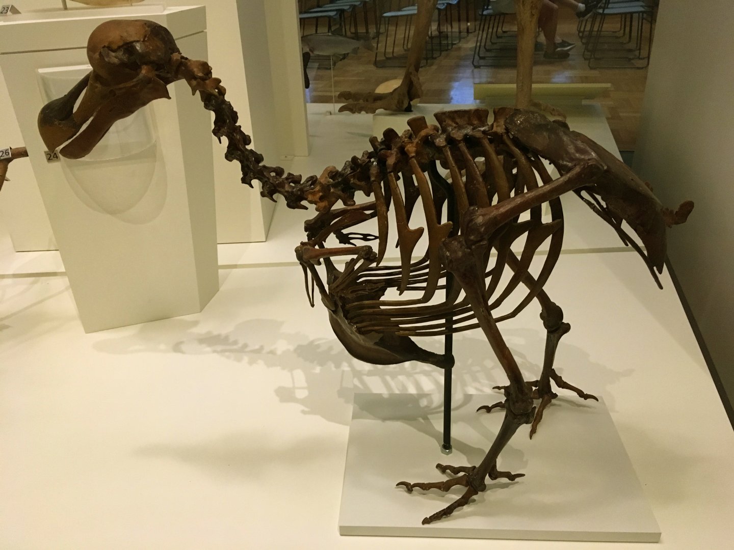 Dodo Skeleton