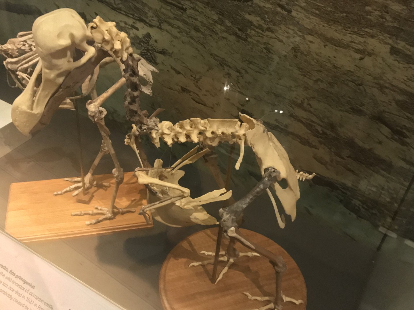 Dodo skeleton