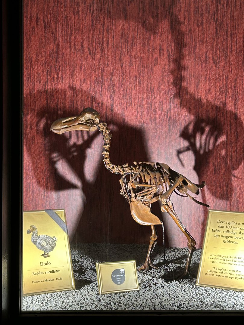 Dodo skeleton