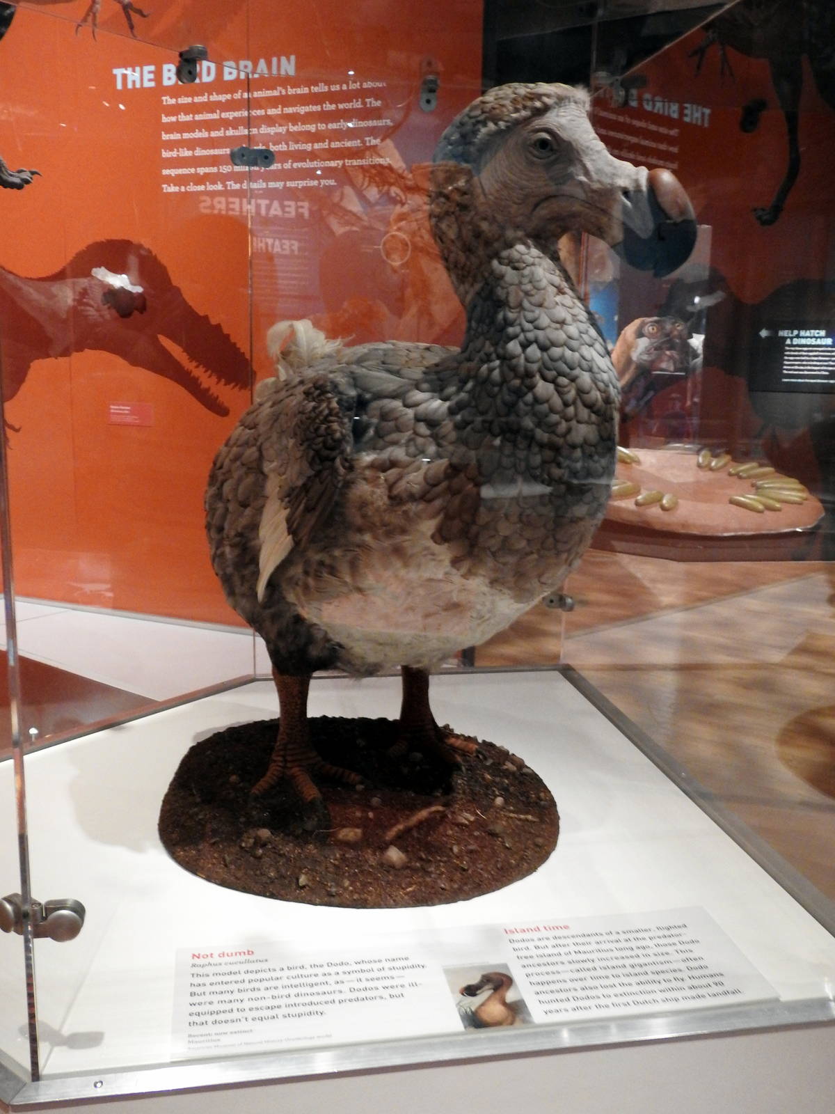 Dodo