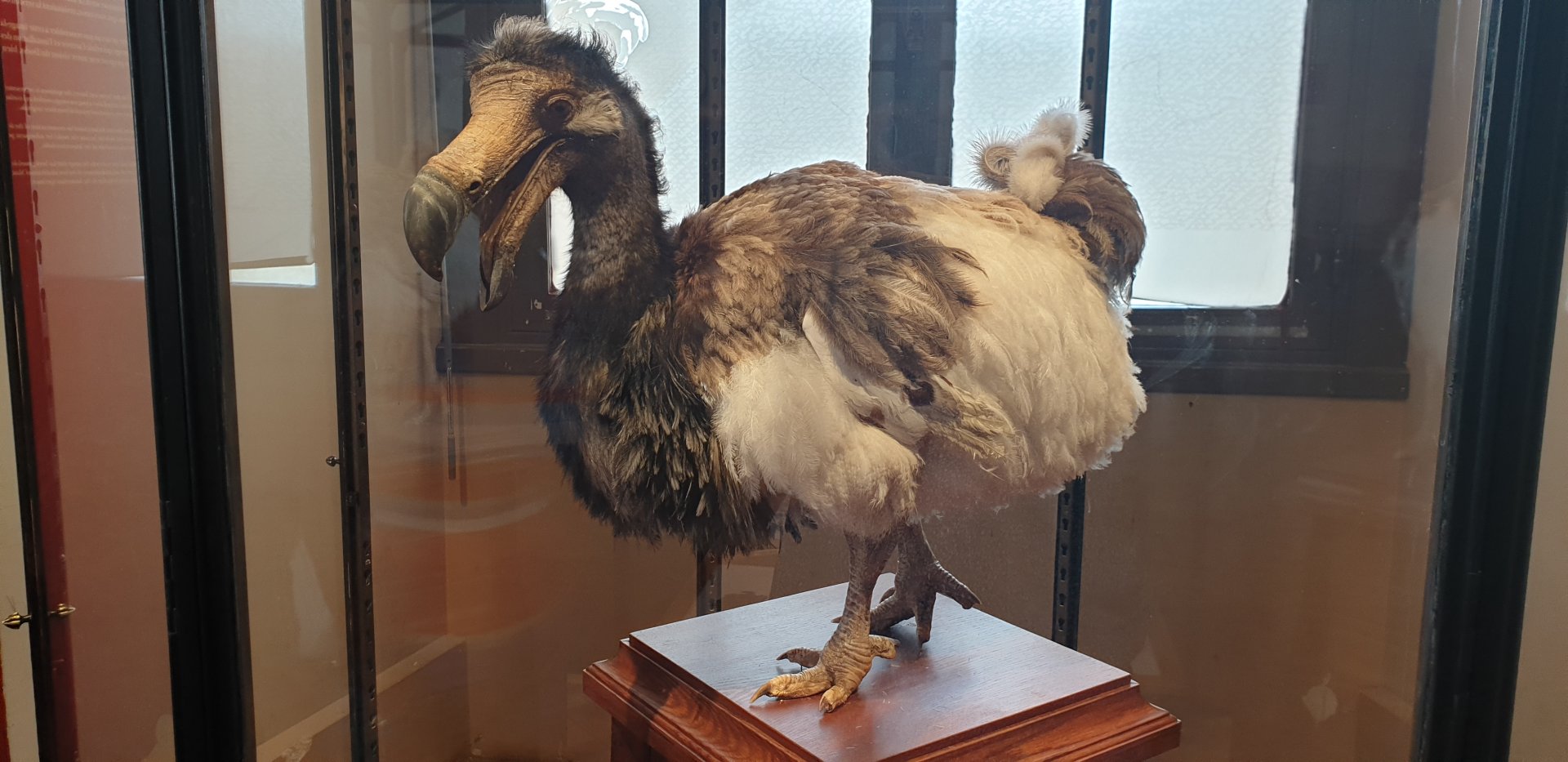 Dodo