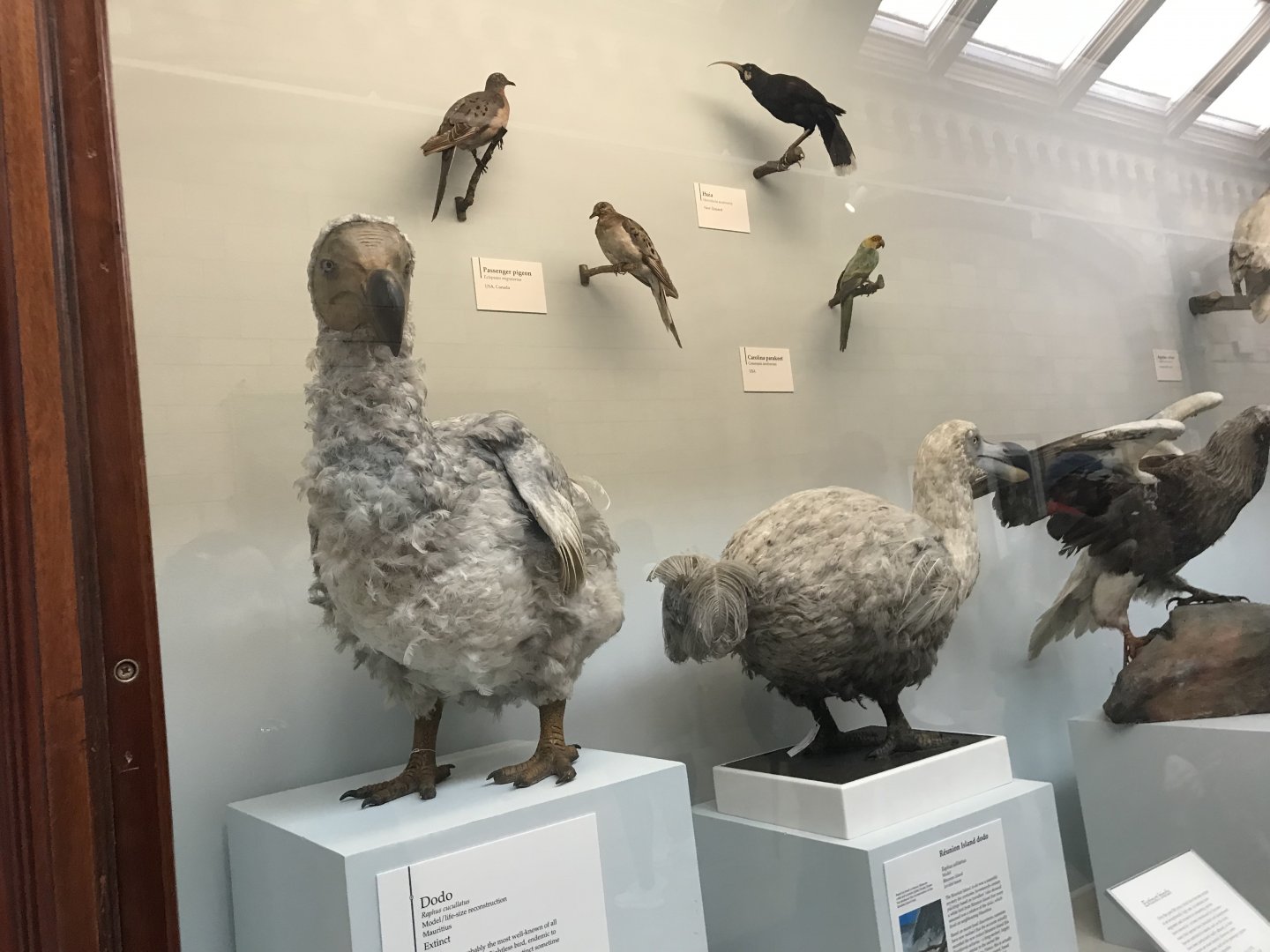 Dodos