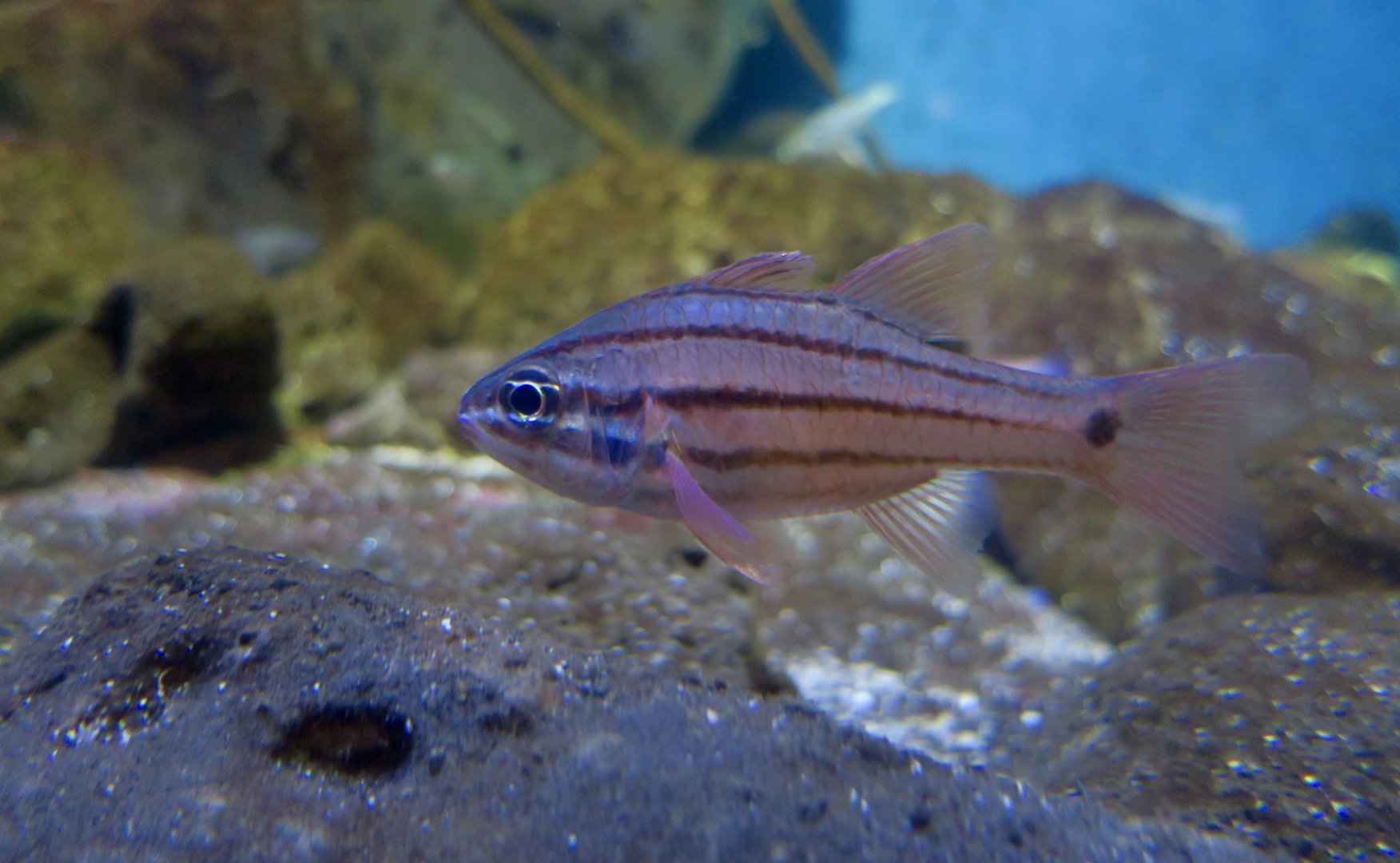 Doederlein's Cardinalfish (Ostorhinchus doederleini)